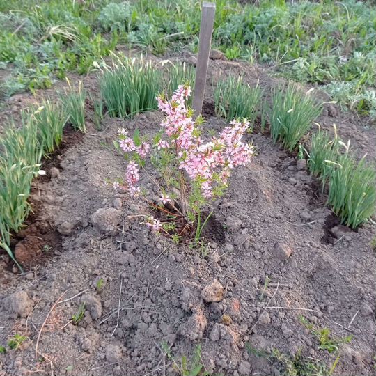 Участок 6 сот. (СНТ, ДНП)