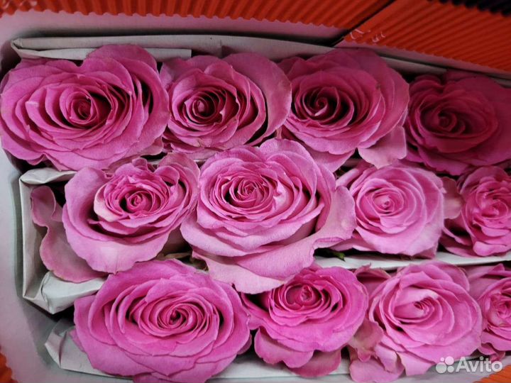 Роза эквадор 101 роза