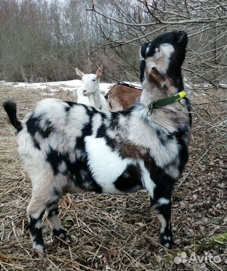 Англо нубийский козел