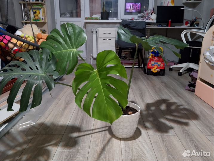 Диффенбахия и монстера