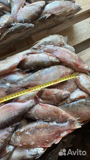 Вобла, чехонь, жерех, лещ свежемороженые