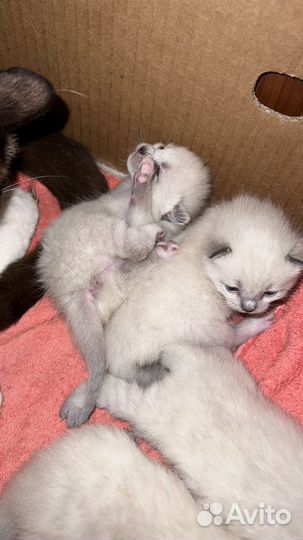 Сиамские котята
