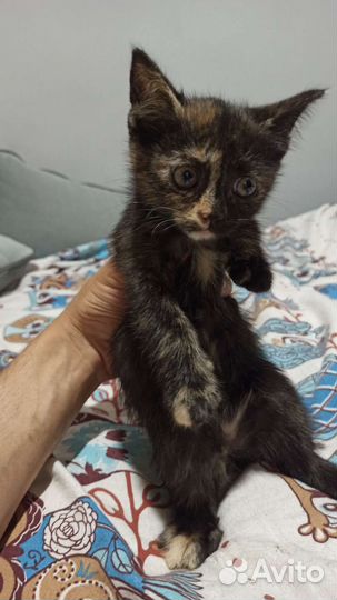 Котята в добрые руки 1 месяц