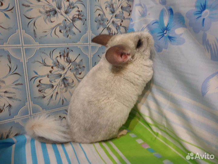 Белые и черные шиншиллы