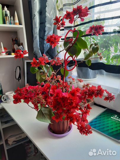 Цветы комнатные