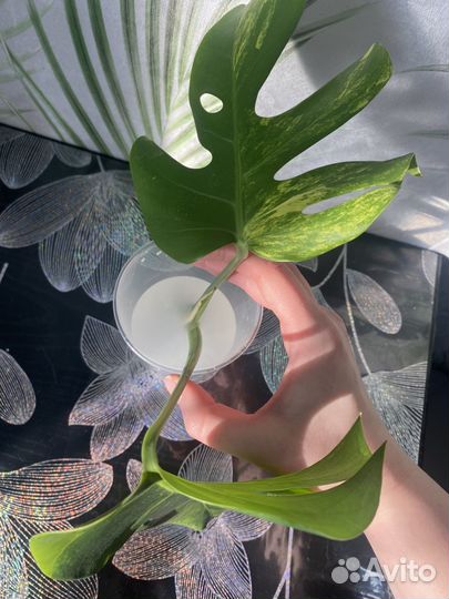 Монстера еллоу сплеш