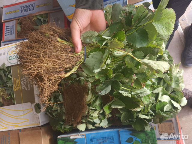 Рассада клубники азия клери