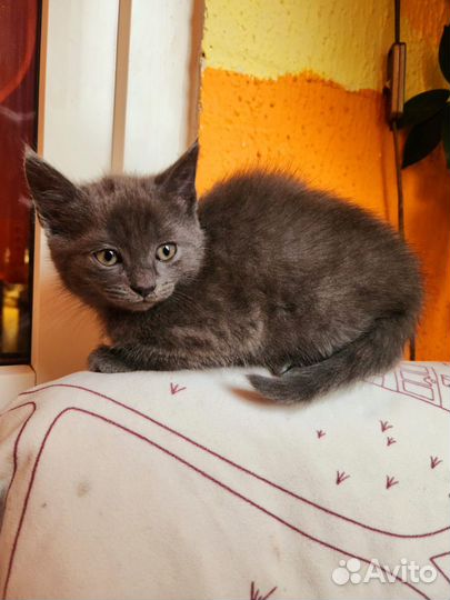 Котенок (мальчик)