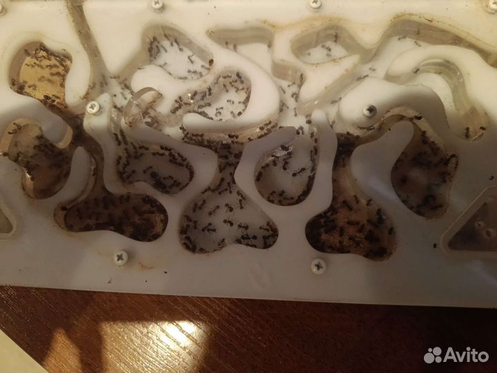 Муравьиная ферма с муравьями