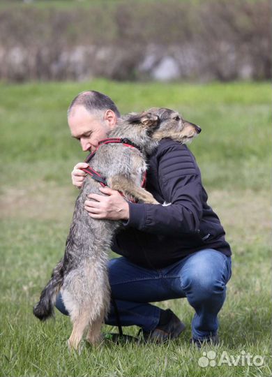 Молодой собачке очень нужен дом