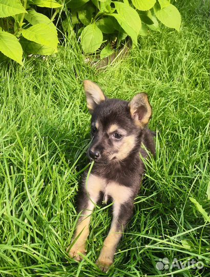 Щенок в добрые руки