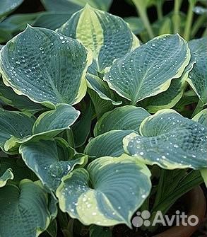 Хосты цветы для сада