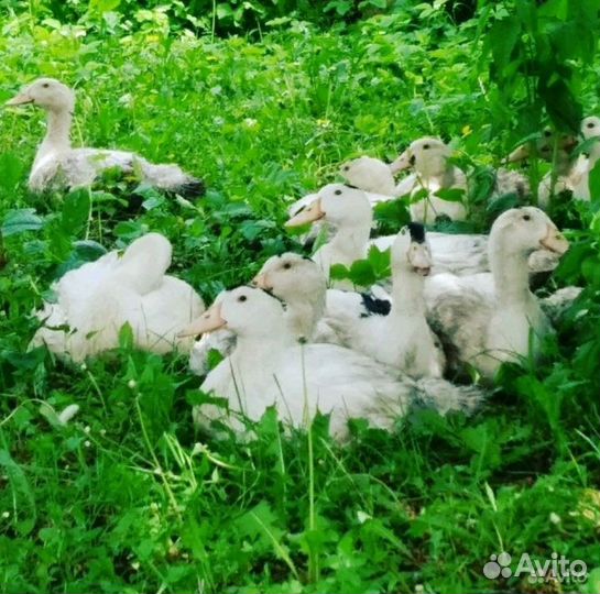 Мясо утки муларда