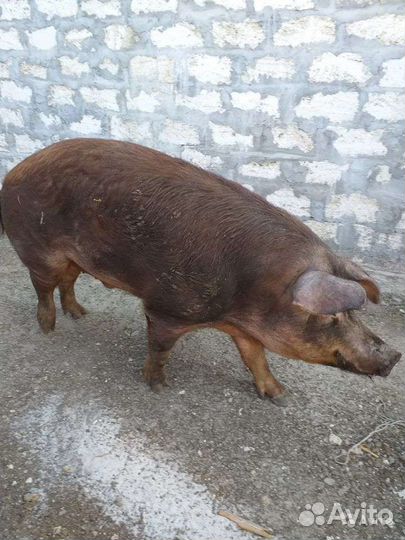 Хряк породы дюрок