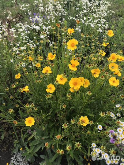 Растения садовые