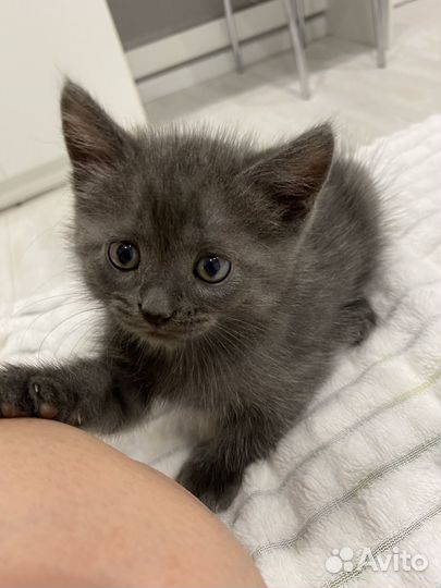 Котенок(мальчик)