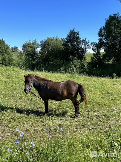 Пони катала ребенка 100т руб Татарстан