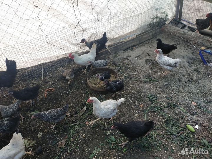 Цыплята несушки