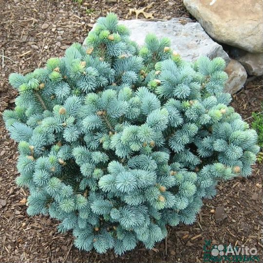 Саженцы ель голубая