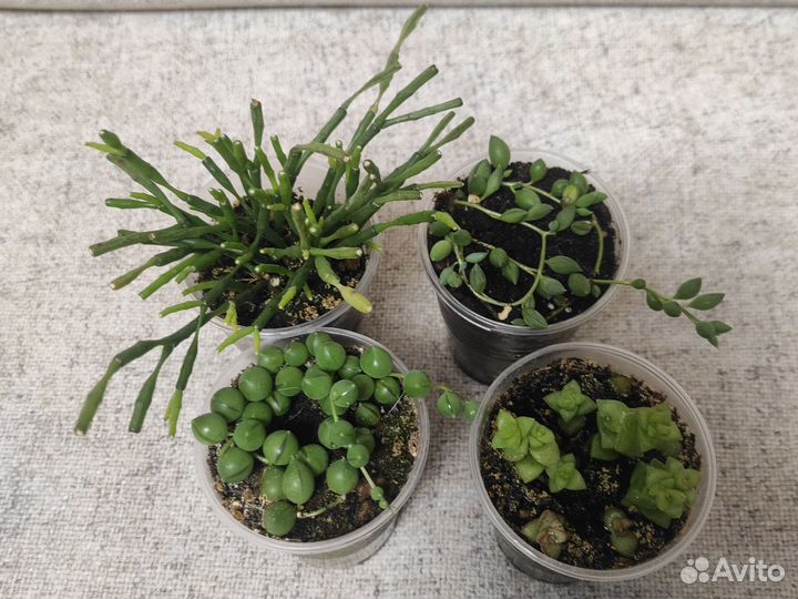 Суккуленты