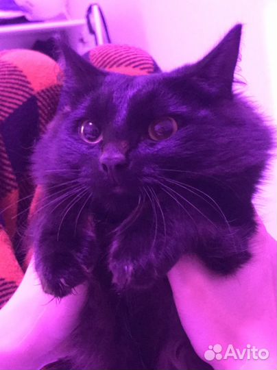 Кот