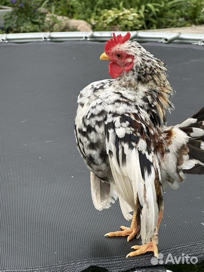 Продам домашнюю птицу