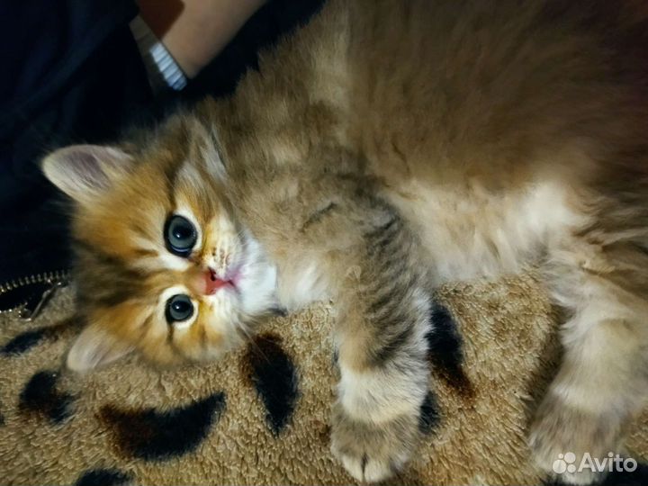 Британская кошка