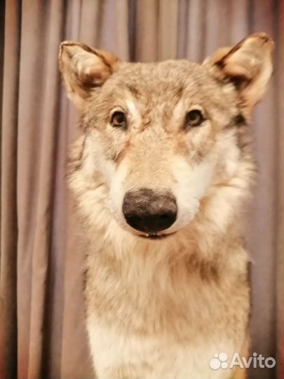 Чучело Волка