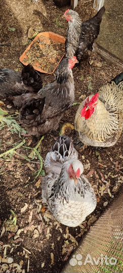 Куры несушки