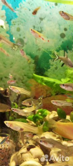 Рыбки гуппи