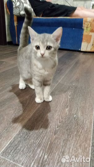 Кошка в дар бесплатно