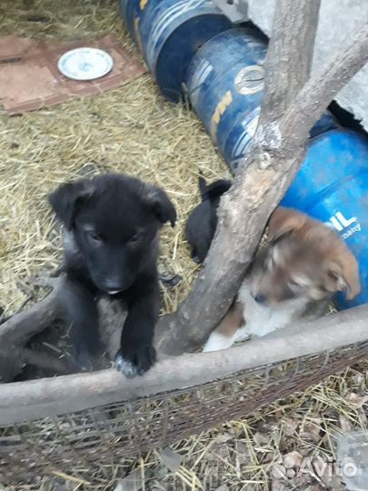 Отдам в добрые руки