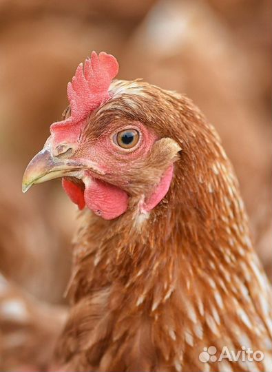 Куры несушки с доставкой