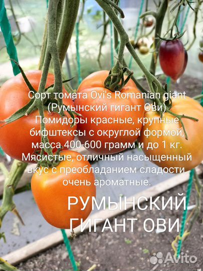 Семена томатов