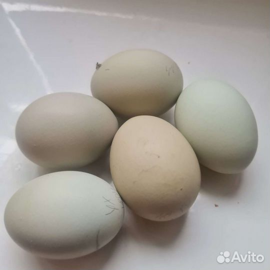Семейка ухейлюй