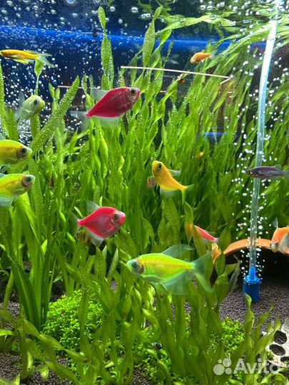 Тернеция гло