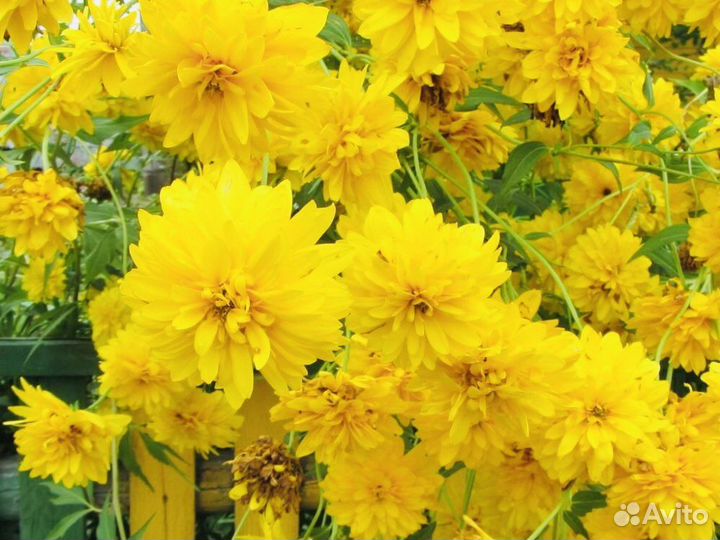 Многолетние цветы