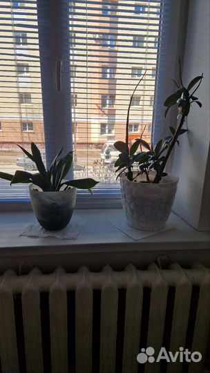 Комнатные цветы