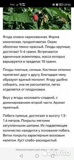 Саженцы ремонтантной малины сорт Атлант