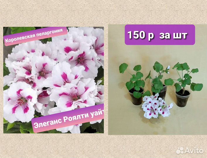 Сортовые пеларгонии, душистая герань