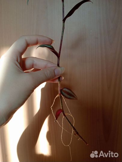 Традесканция зебрина (укоренённые черенки)