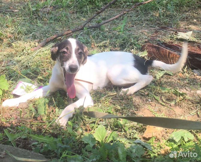 Собаки бесплатно