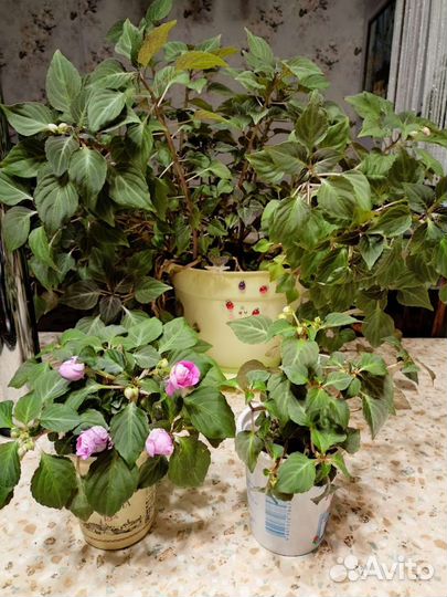 Традесканция зебрина,аптения,стапелия,бальзамин ко