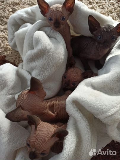 Котята сфинкс