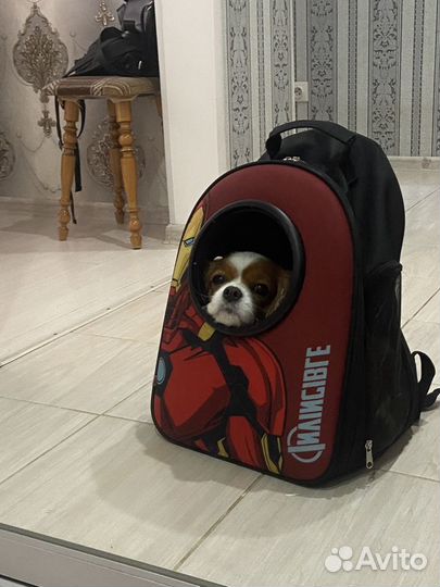 Рюкзак для животных