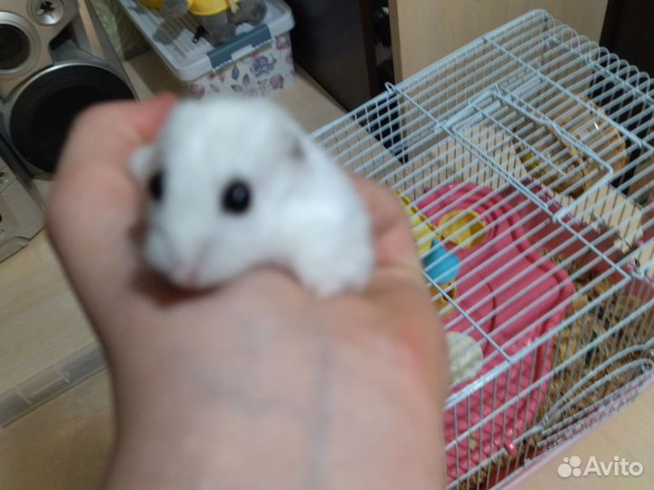 Девочки и мальчик по 100