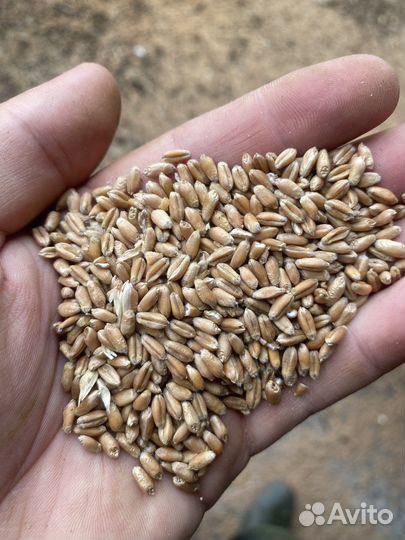 Зерно пшеница