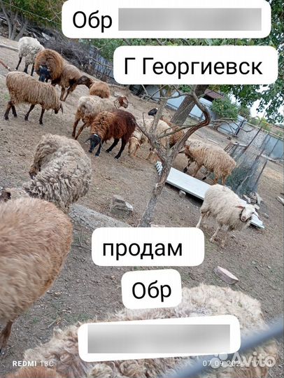 Продам барашек