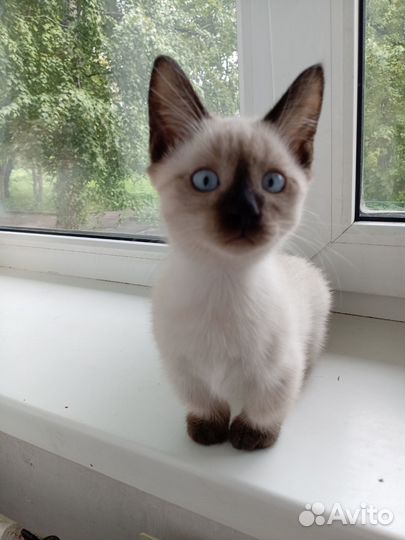 Котята манчкин