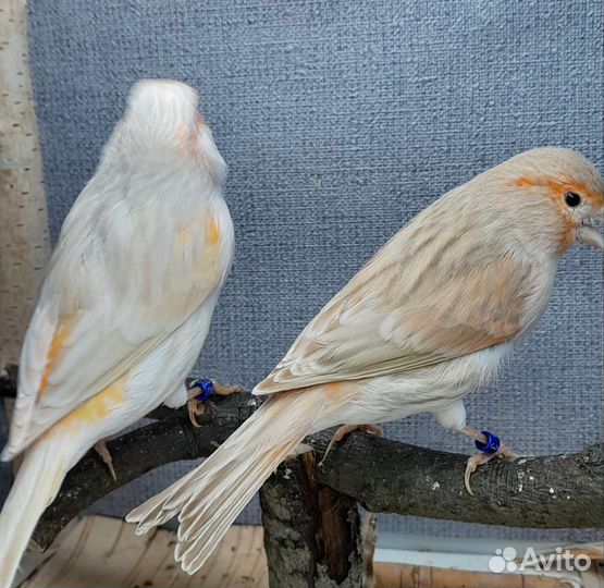 Канарейки